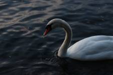 Laëtitia FUCHS - LYON EYE'S PHOTOGRAPHY